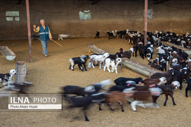 مزرعه دامپروری چپرقویمه، در مسیر محرومیت زدایی