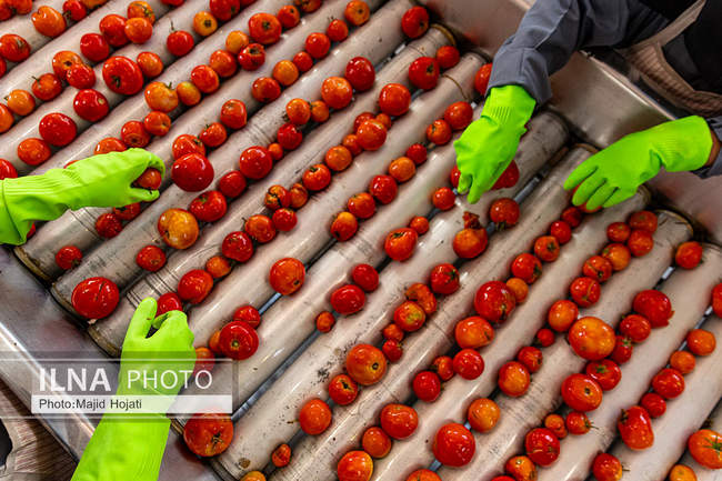 از مزرعه تا صنایع تبدیلی