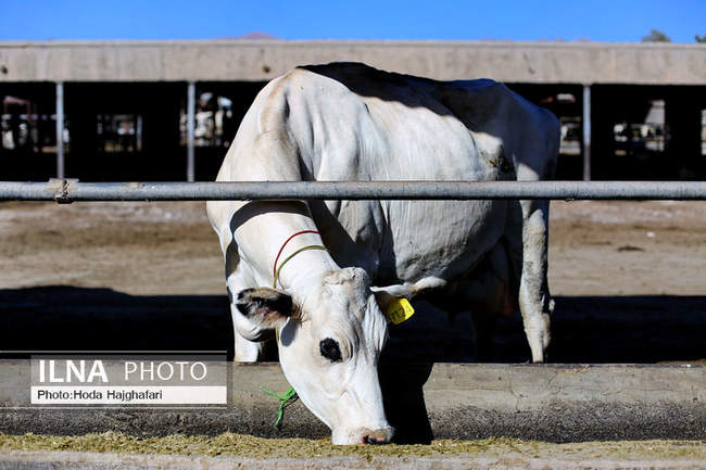 تولید در مسیر پیشرفت مناطق محروم
