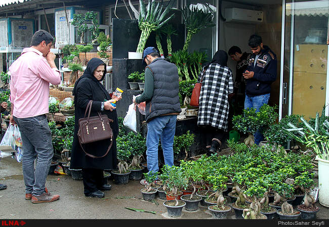 بازار گل و گیاه تهران در آستانه نوروز