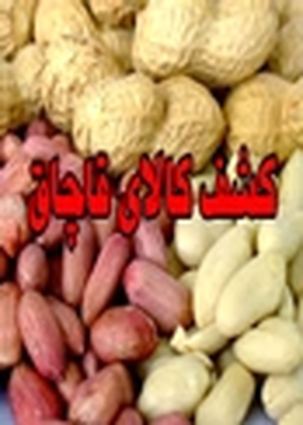 توقیف۹ تن بادام قاچاق در آستانه اشرفیه