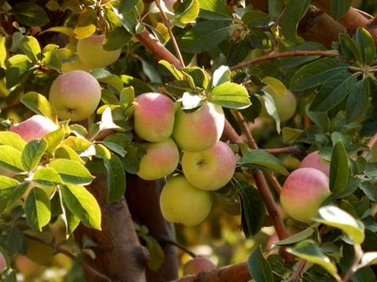 صادرات ۶۵ هزار تن سیب درختی از آذربایجان غربی