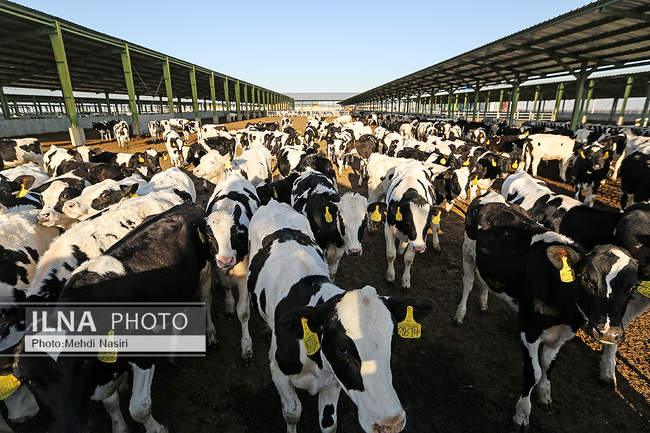 امنیت غذایی کشور از طریق دام و طیور