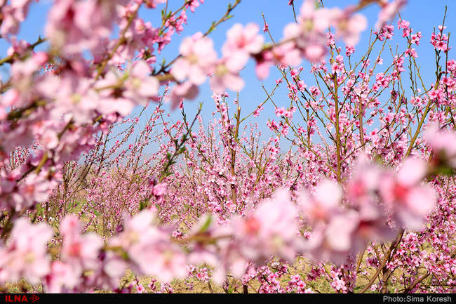 شکوفه های بهاری در همدان