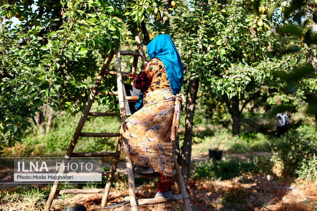 برداشت گلابی از باغات چناران
