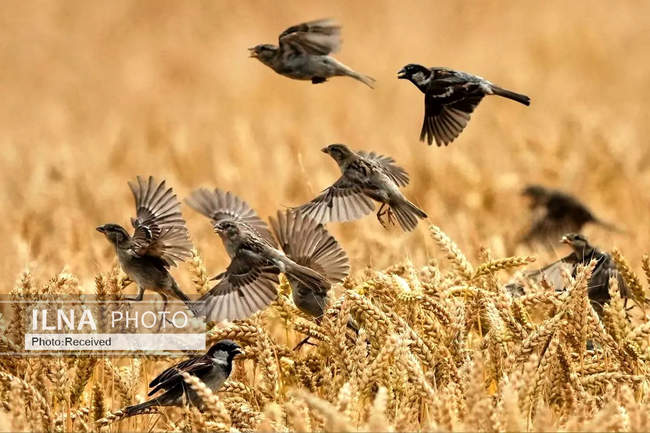 هفته‌ای در دنیای حیات‌وحش