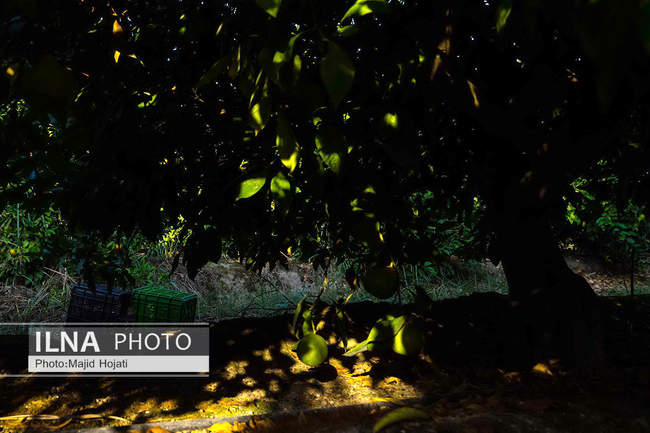 برداشت نارنگی از باغات هاشم‌آباد گرگان