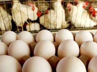 Iraq banned imports of Iranian eggs under Turkish pressure: Official
