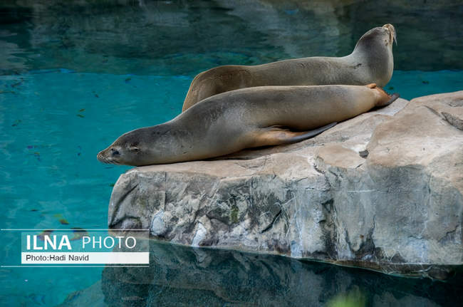 باغ وحش اسمیتسونین واشنگتن