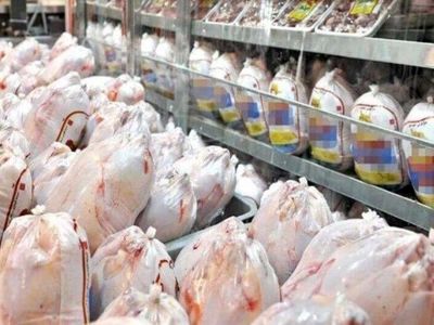 آغاز جمع‌آوری مرغ مازاد بازار در آذربایجان غربی