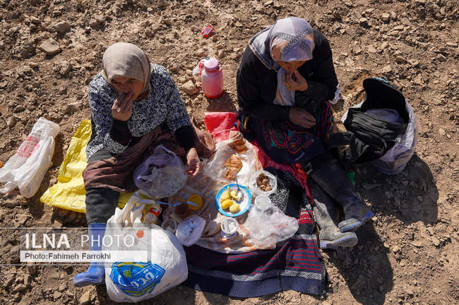 اشتغالزایی در مزارع کشاورزی سیب زمینی فیروزکوه