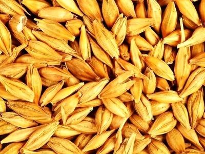 تصویب قیمت تضمینی جو/ هر کیلوگرم 100 هزار ریال
