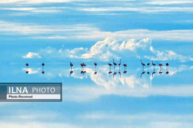 تصاویری از عکسهای برندگان مسابقه عکاسی سال حیات وحش ۲۰۲۲ 