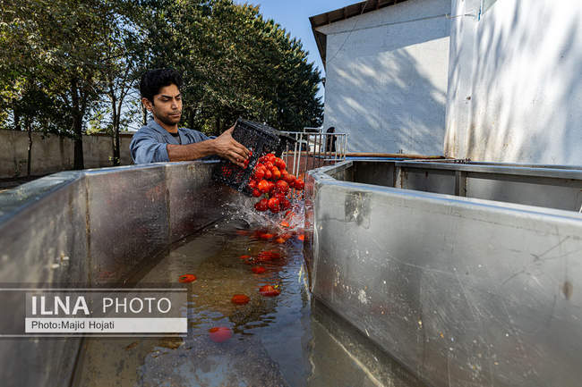 از مزرعه تا صنایع تبدیلی