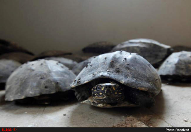 قاچاق حیوانات