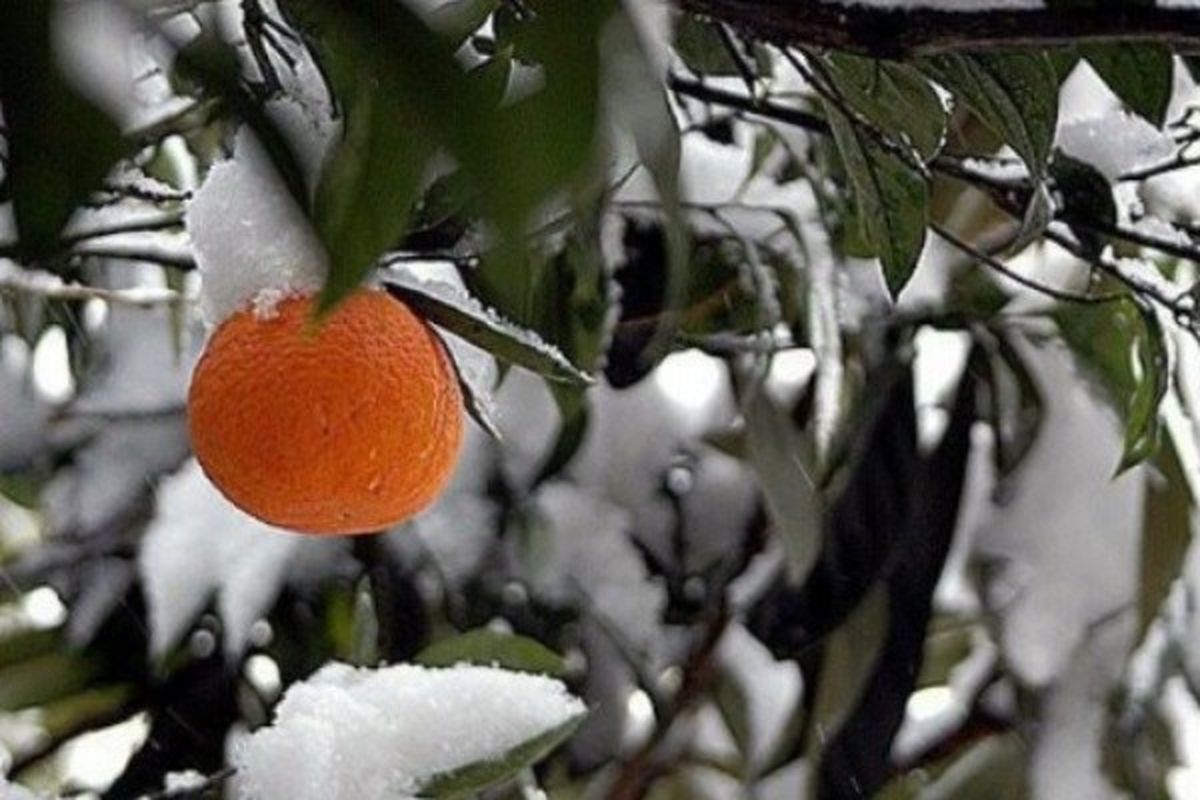 خسارت ۱۰ هزار میلیاردی سرمازدگی به بخش کشاورزی در فصل بهار