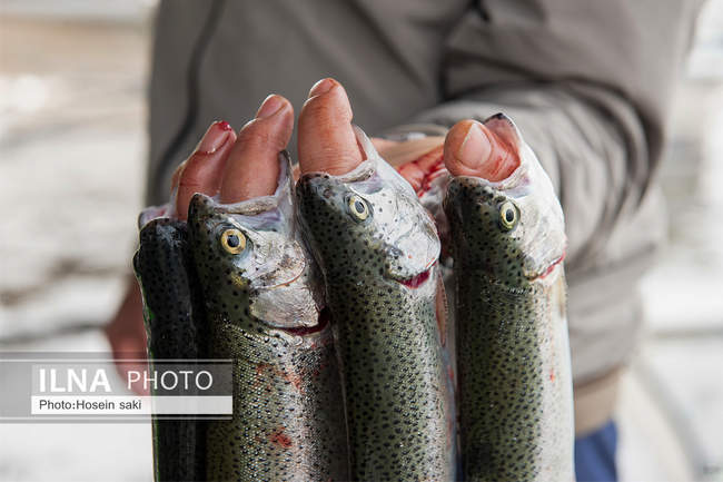 برداشت شب یلدایی‌ ماهی قزل آلا در تلیسه‌ نمونه