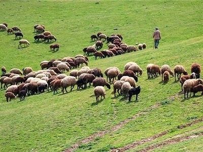 جلوگیری از ورود دام غیرمجاز به منطقه حفاظت‌شده البرز مرکزی ‌