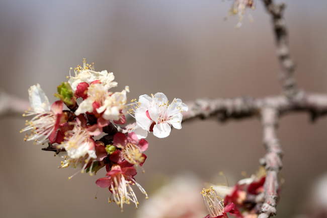 شکوفه‌های بهاری