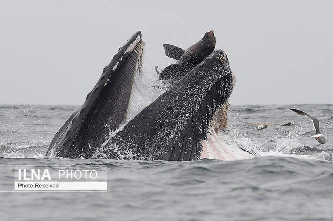 لحظه فرار شیر دریایی از دهان نهنگ