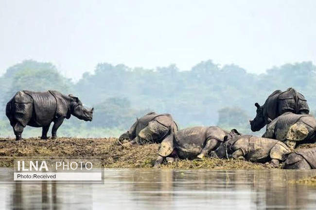 تلف شدن حیوانات در سیل هند