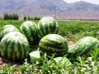 چاف قطب تولید هندوانه گیلان است