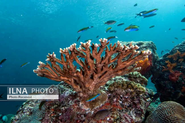 بهشت مرجانی در اعماق دریای عمان 