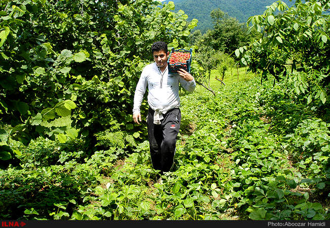 برداشت توت فرنگی در روستای سی دشت رودبار گیلان