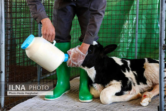 تولید در مسیر پیشرفت مناطق محروم
