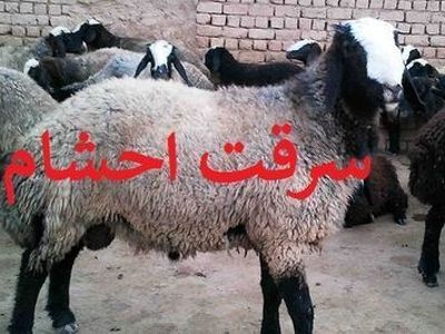 کشف ۹۰۰ میلیون ریال احشام قاچاق در ثلاث باباجانی