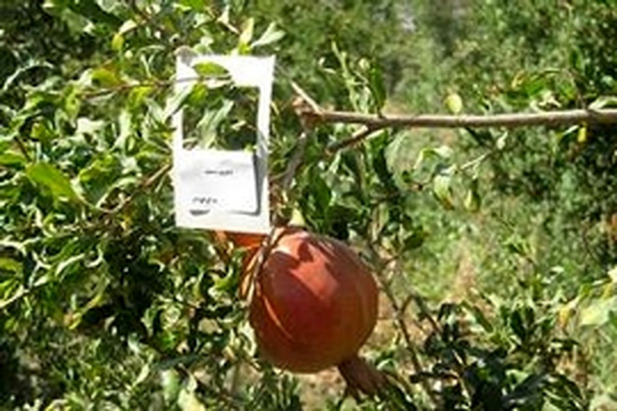 مبارزه بیولوژیک علیه کرم گلوگاه انار در استان شروع شد