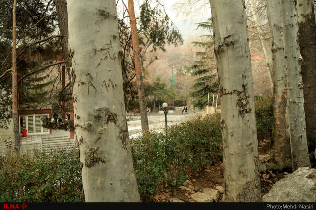 درختان زخم خورده کاخ سعدآباد
