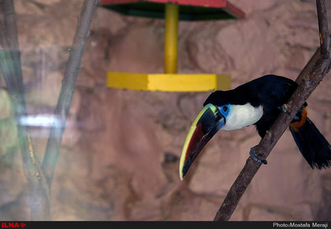 باغ پرندگان اصفهان