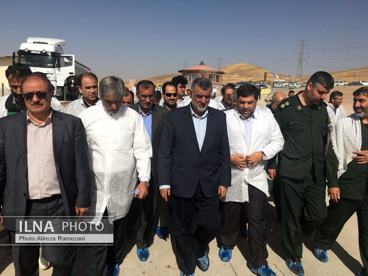 هزینه نگهداری گاو سمینتال کمتر از سایه نژادها است