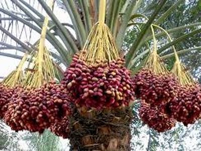 سوءاستفاده دلالان از نیاز مالی خرما‌کاران