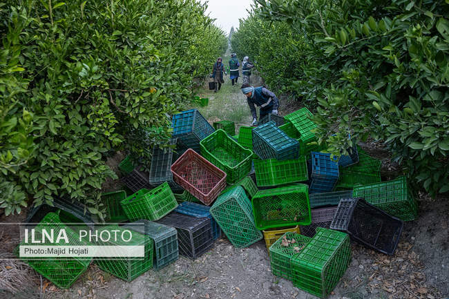 برداشت نارنگی از باغات هاشم‌آباد گرگان