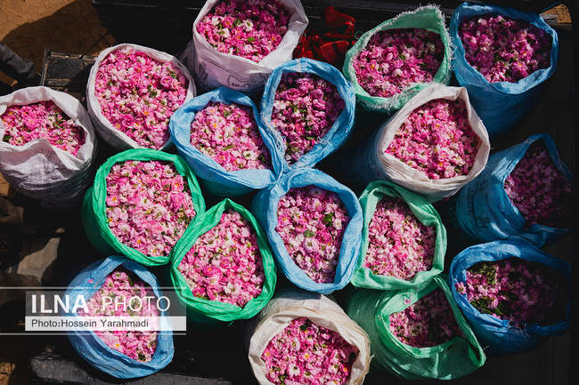 رونق تولید و اشتغال با توسعه کشت گل محمدی در اصفهان