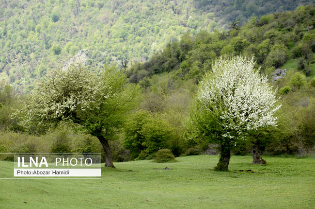 شکوفه های بهاری رودبار / گیلان