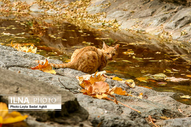 پاییز کرونایی، زیبا و پر خطر