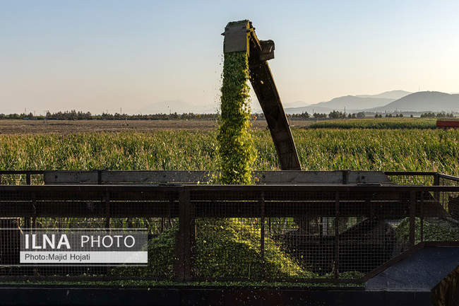 از مزرعه تا صنایع تبدیلی