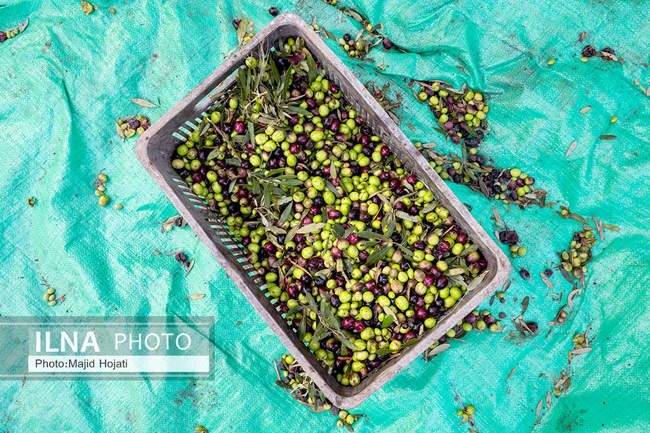 اشتغال زنان سرپرست خانواردر باغ زیتون حاجیکلاته