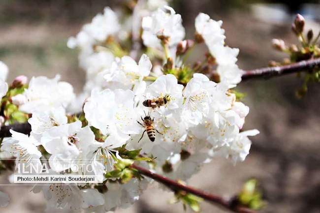 شکوفه های بهاری اصفهان 