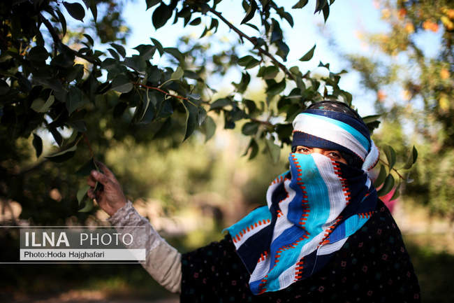 برداشت گلابی از باغات چناران
