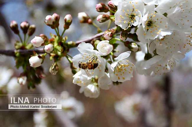 شکوفه های بهاری اصفهان 