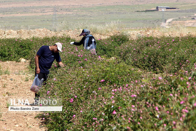 ۸اردیبهشت، روز ملی میمند