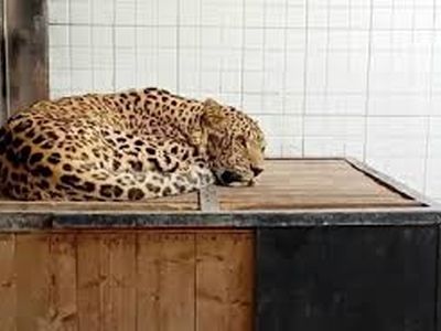 حال پلنگ دماوند خوب نیست/ علائم عصبی جدی از خود نشان می‌دهد