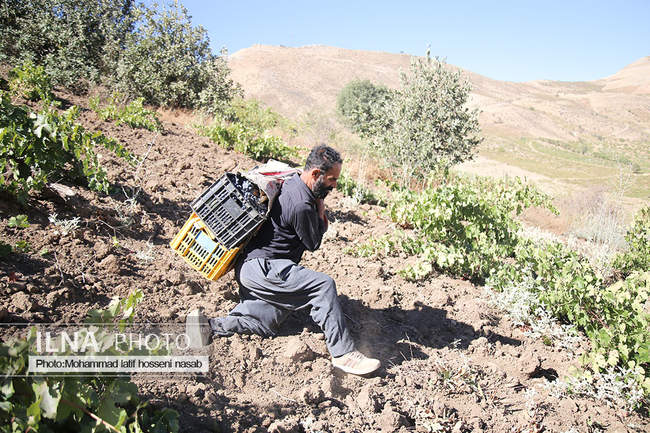 برداشت انور طلای سیاه در کردستان روستای پایگلان 