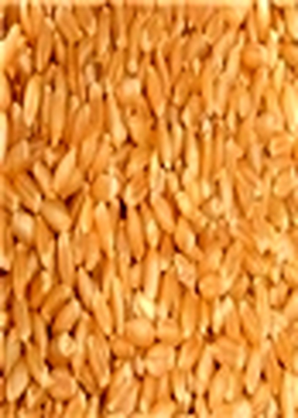 جایگزینی سیاست قیمت تضمینی به جای خرید تضمینی در بورس کالا