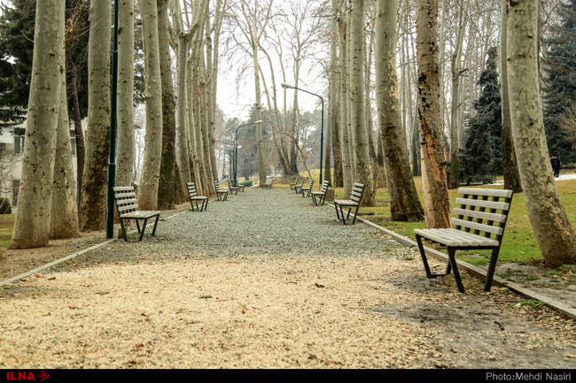درختان زخم خورده کاخ سعدآباد