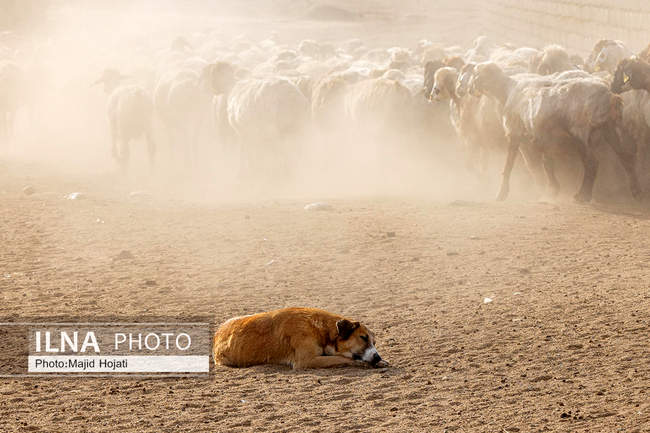 مزرعه دامپروری چپرقویمه، در مسیر محرومیت زدایی